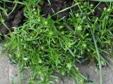 Sagina procumbens