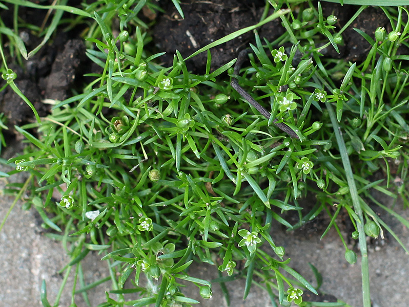 Image of Sagina procumbens specimen.