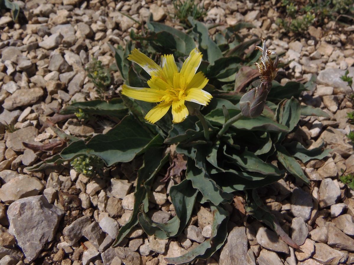 Image of Scorzonera crispa specimen.