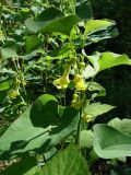 Aristolochia clematitis