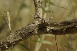 Astragalus glaucus