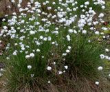 Eriophorum vaginatum