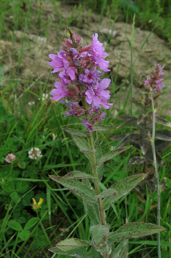 Image of Lythrum salicaria specimen.