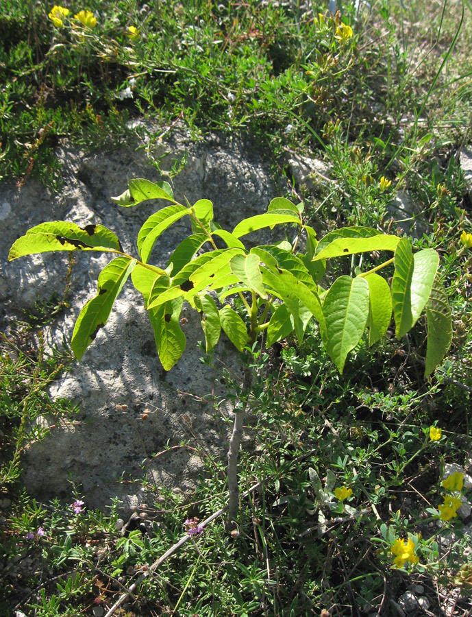 Изображение особи Juglans regia.