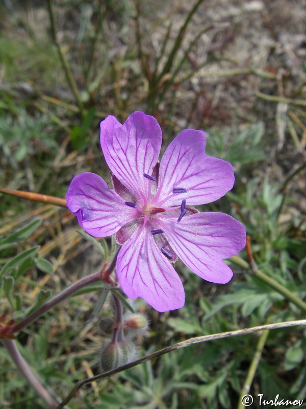 Image of Geranium tuberosum specimen.