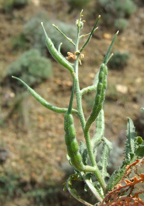 Image of Chorispora iberica specimen.