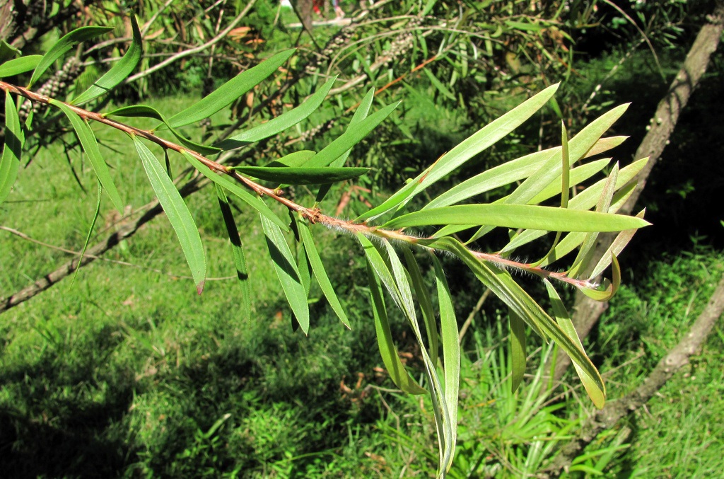 Image of Callistemon citrinus specimen.