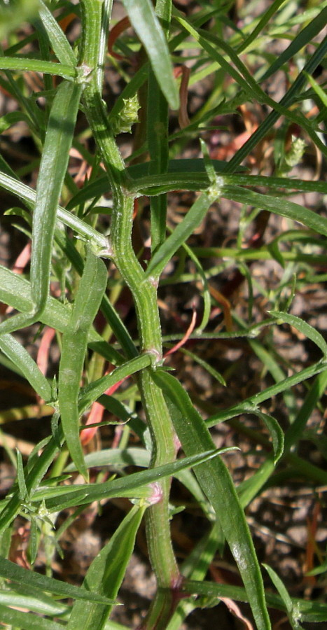 Image of Corispermum hybridum specimen.