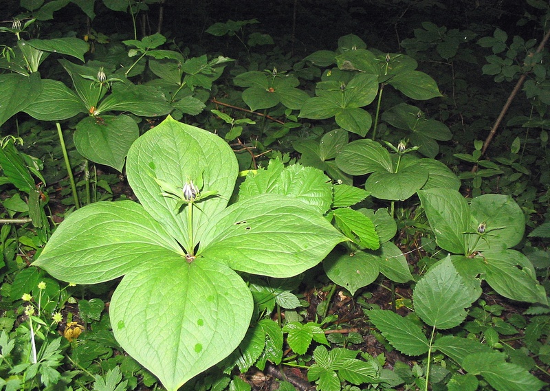 Image of Paris quadrifolia specimen.