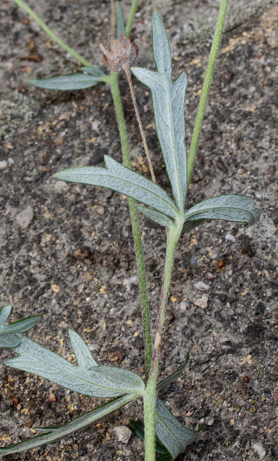 Изображение особи Potentilla argentea.