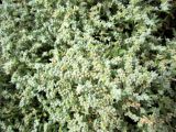 Herniaria разновидность angustifolia