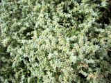 Herniaria variety angustifolia