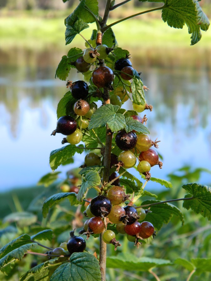 Image of Ribes nigrum specimen.