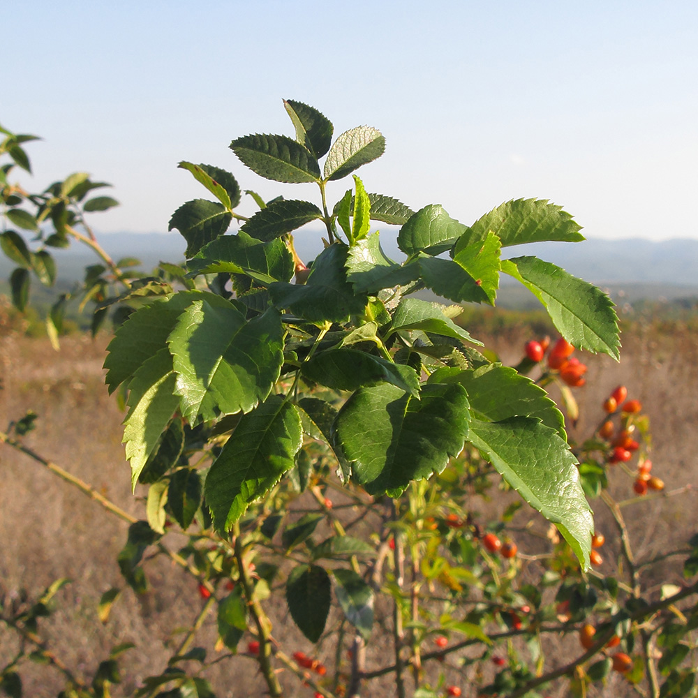 Image of Rosa canina specimen.