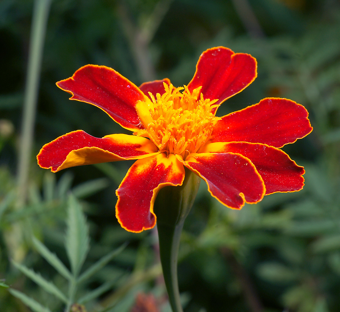 Image of Tagetes patula specimen.