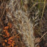 Miscanthus sacchariflorus. Верхушка плодоносящего растения. Приморский край, Уссурийский р-н, окр. с. Монакино, луг. 12.10.2013.
