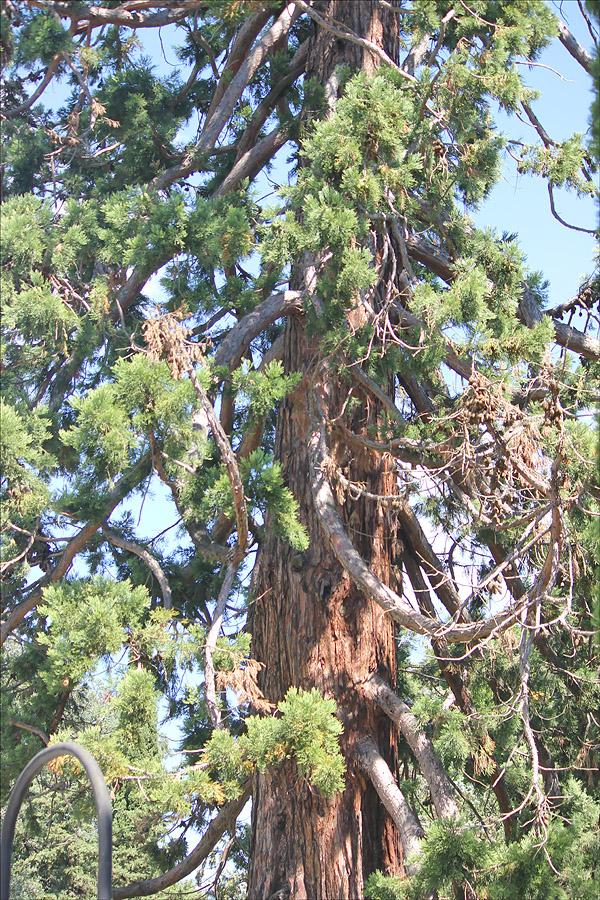 Изображение особи Sequoiadendron giganteum.