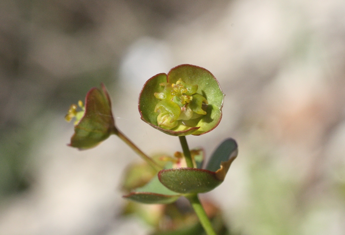 Изображение особи Euphorbia leptocaula.