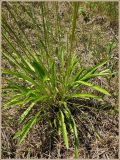 Plantago lanceolata