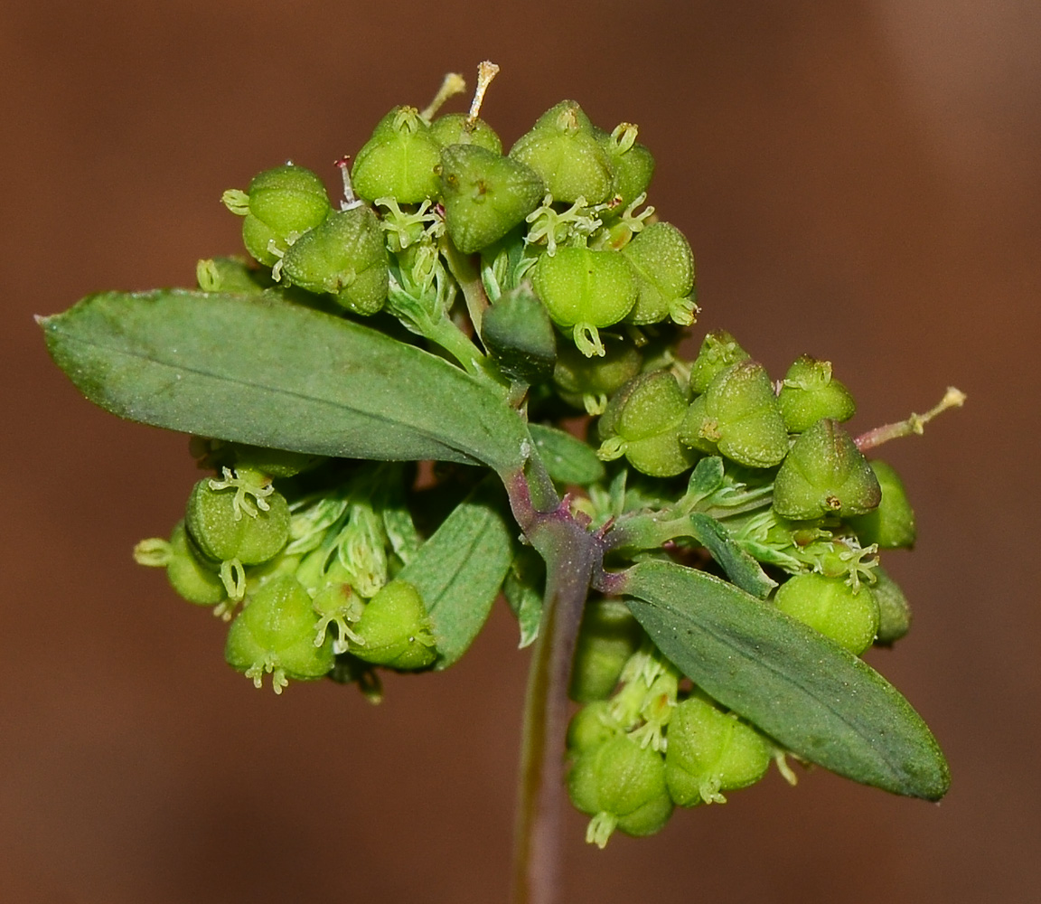 Изображение особи Euphorbia hypericifolia.