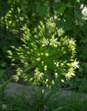 Allium eriocoleum