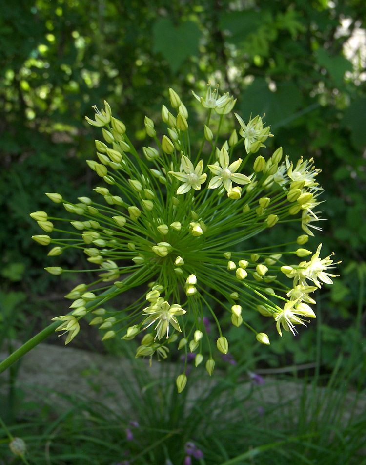 Изображение особи Allium eriocoleum.