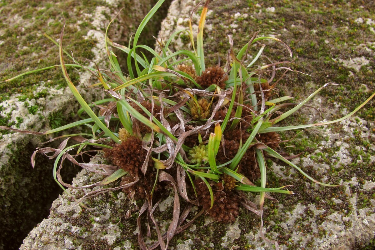 Изображение особи Cyperus michelianus.