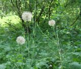 род Tragopogon. Верхушки плодоносящих растений. Иркутская обл., окр. Иркутска. 23.07.2010.