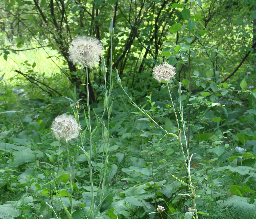 Изображение особи род Tragopogon.