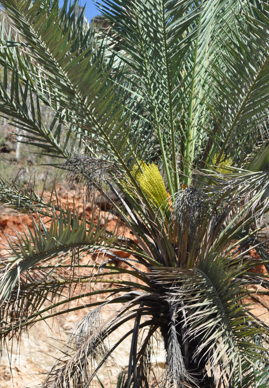 Image of Phoenix dactylifera specimen.