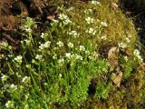 Saxifraga cespitosa. Цветущие растения на мохово-каменистом уступе. Пермский край, окр. г. Красновишерск, левый берег р. Вишера, Камень Ветлан. 11.06.2013.