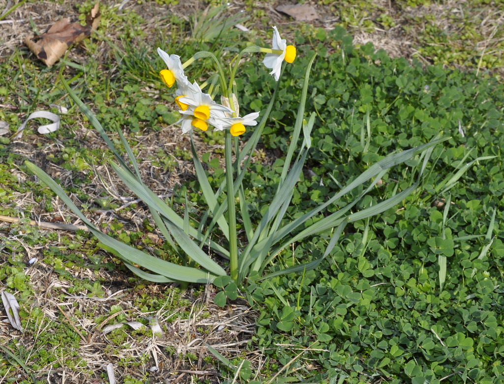 Image of Narcissus tazetta specimen.