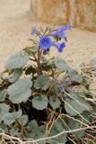 Phacelia campanularia. Цветущее растение. США, Калифорния, Joshua Tree National Park. 19.02.2014.