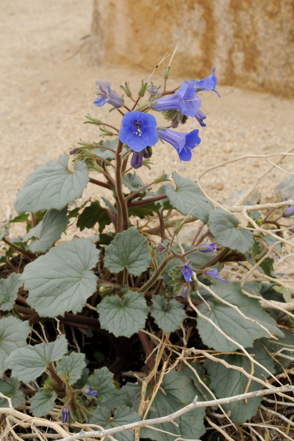 Изображение особи Phacelia campanularia.