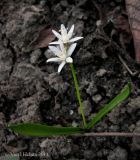 Scilla bifolia