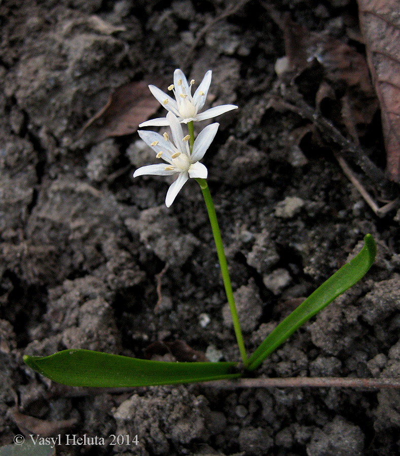 Изображение особи Scilla bifolia.