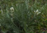 Oxytropis evenorum