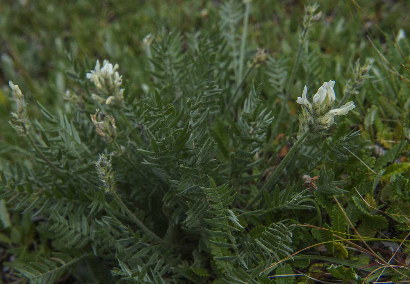 Изображение особи Oxytropis evenorum.