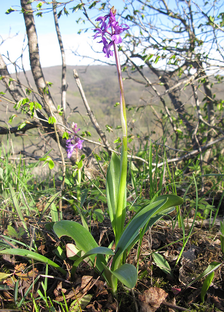 Изображение особи Orchis mascula.