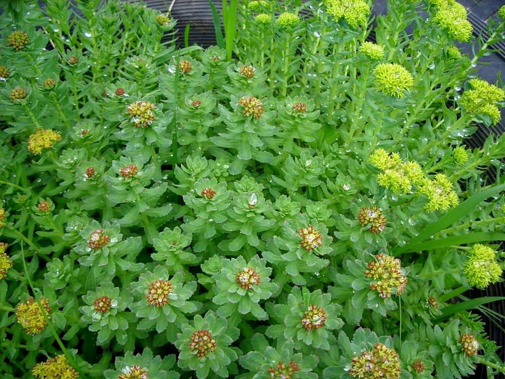 Image of Rhodiola rosea specimen.