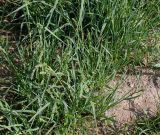 Dactylis glomerata. Расцветающие растения. Германия, г. Дюссельдорф, Ботанический сад университета. 04.05.2014.