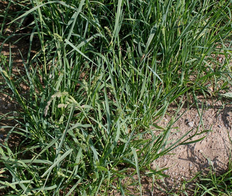 Image of Dactylis glomerata specimen.