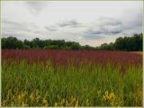 Calamagrostis epigeios. Аспект цветущего вейника на лугу. Чувашия, окр. г. Шумерля, ст. Кумашка, Соколова поляна. 9 июля 2009 г.