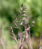 Festuca rubra. Соцветие. Словения, окр. г. Постойна, 09.05.2014.