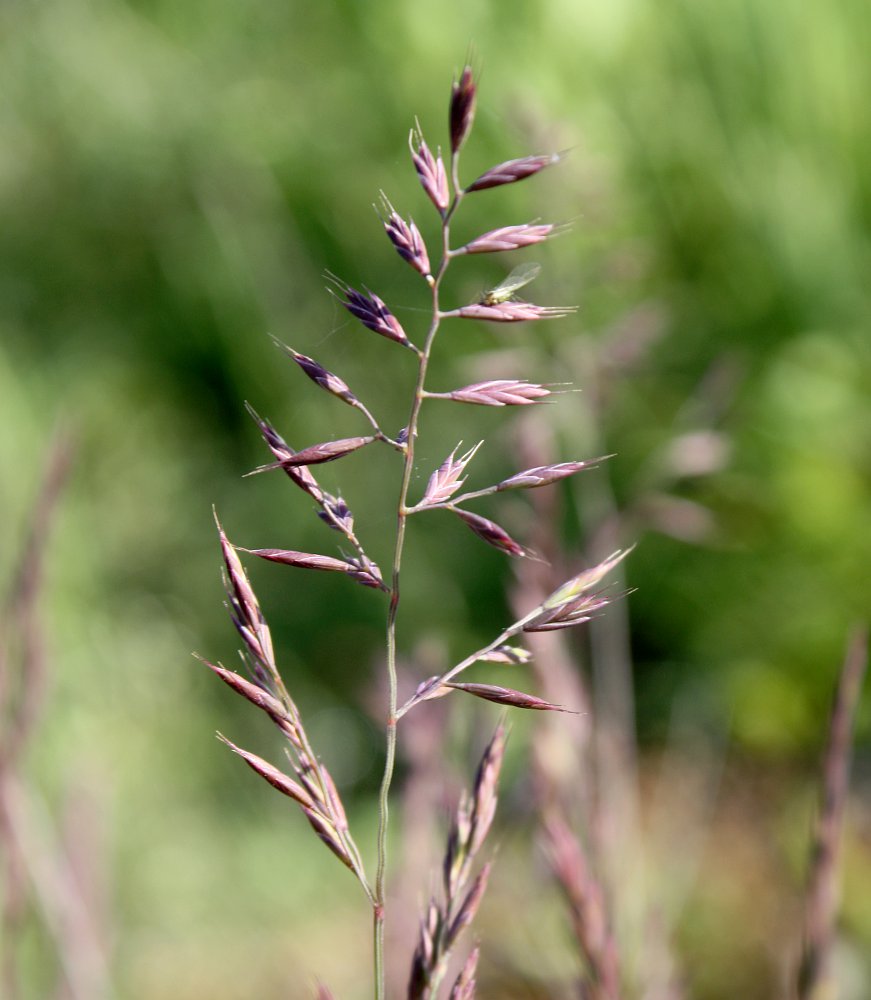 Изображение особи Festuca rubra.