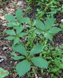 Parthenocissus quinquefolia