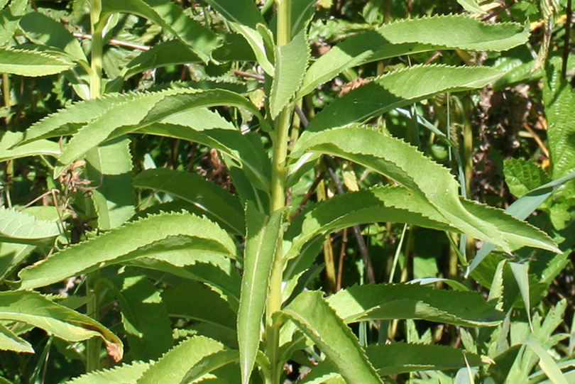 Image of Senecio sarracenicus specimen.