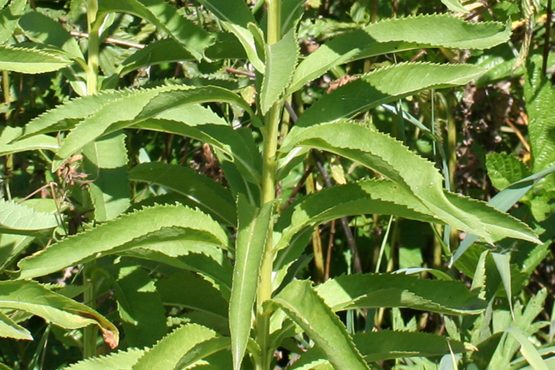 Изображение особи Senecio sarracenicus.