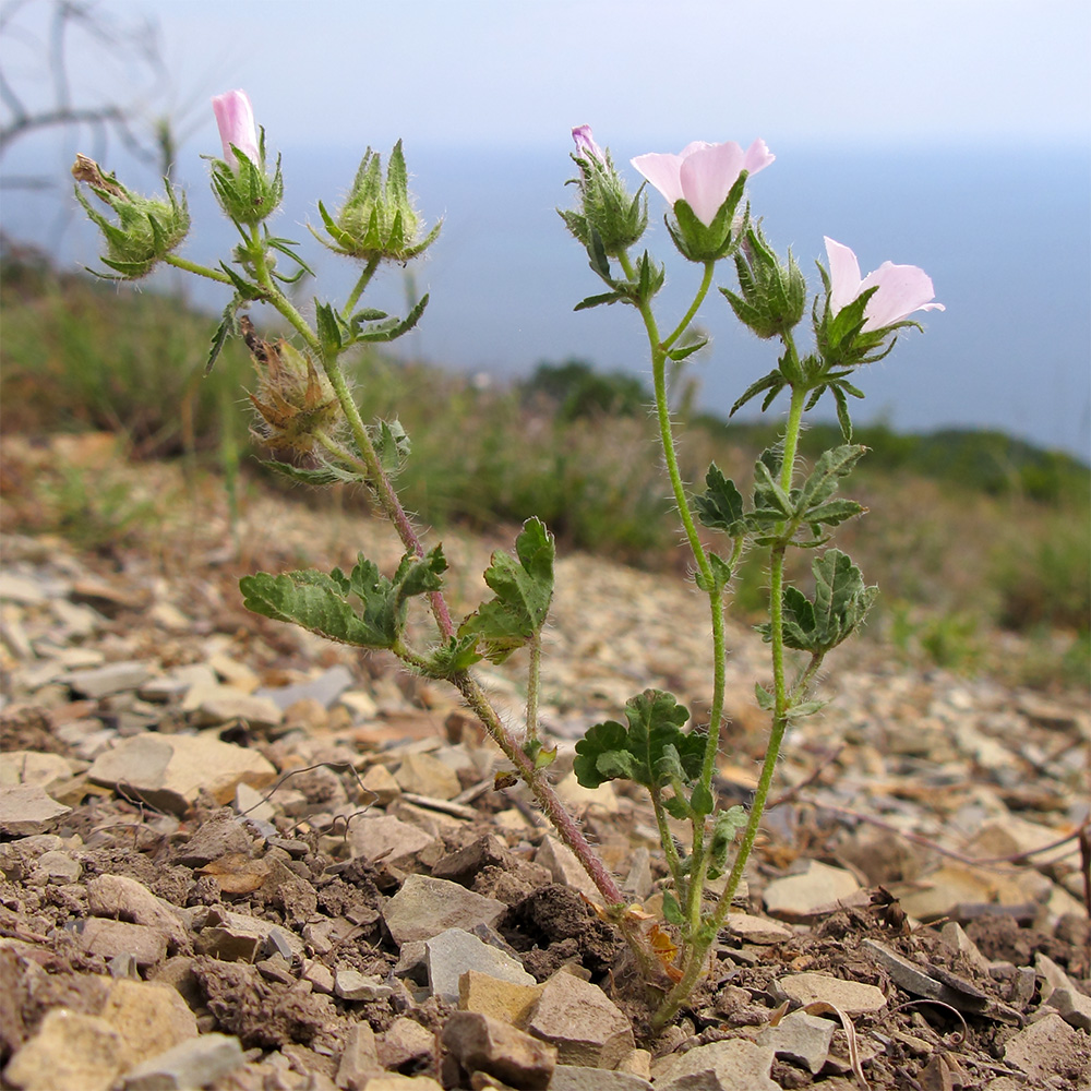 Image of Malva setigera specimen.