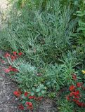 Cheiranthus cheiri